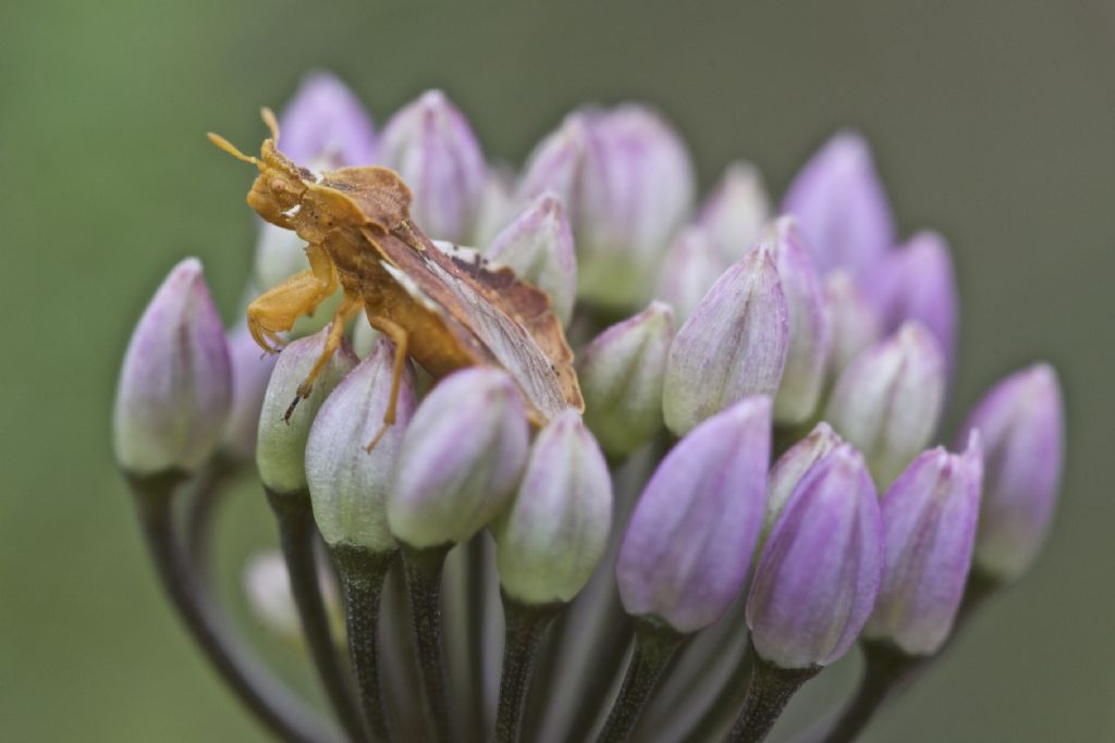 Reduviidae: Phymata crassipes dell''Alto Adige